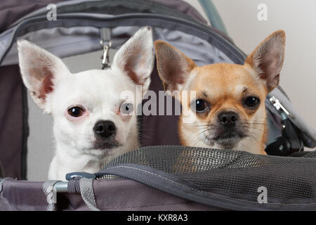 La cannella e bianco Chihuahua sono seduti in comodi pet passeggino Foto Stock