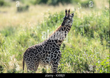 Masai Giraffe pascolare nel Serengeti Foto Stock