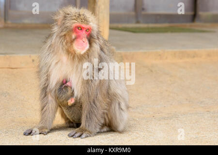 Arashiyama Madre scimmia Foto Stock