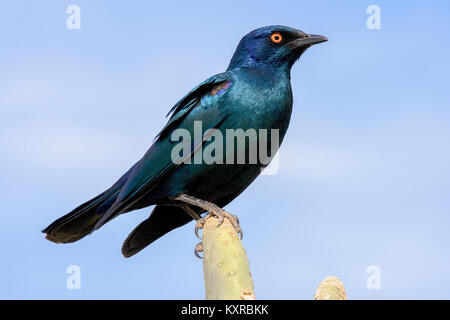 Cape Glossy Starling, Sossusvlei, Namibia. Foto Stock