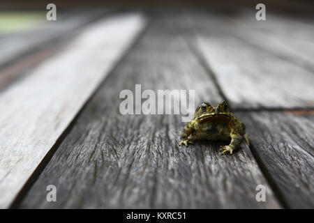 Toad guardando a voi Foto Stock