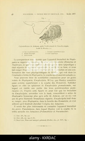 Pagina 46 di questo bollettino del Museo reale di storia naturale, Belgio, include illustrazioni scientifiche dettagliate e descrizioni delle specie, contribuendo alla ricerca zoologica e botanica. Foto Stock