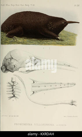 Questo bollettino del Museo reale di storia naturale, Belgio, documenta la ricerca scientifica, le collezioni e gli studi di storia naturale, compresi soggetti zoologici, botanici e geologici. Foto Stock