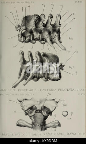 Un volume d'archivio del Bollettino del Museo reale di storia naturale del Belgio, che documenta gli studi zoologici, botanici e geologici. Foto Stock