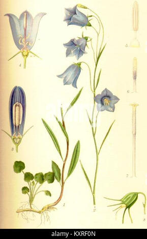 La Campanula rotundifolia, comunemente nota come harebell, è una pianta perenne originaria dell'Europa. È riconosciuto per i suoi delicati fiori azzurri a forma di campana e per il ruolo ecologico nei prati e nelle praterie. Foto Stock
