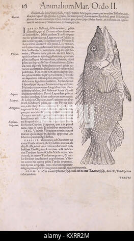 Pagina 16 dell'Historiae Animalium Liber II di Conrad Gesner, che mostra osservazioni scientifiche e illustrazioni dettagliate delle specie animali. Foto Stock