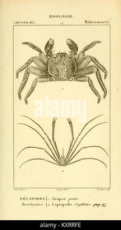 Questo studio scientifico fornisce un esame approfondito dei crostacei, concentrandosi sulla loro biologia, comportamento e ruoli ecologici. Include illustrazioni dettagliate di varie specie, contribuendo alla comprensione di questa diversa classe di animali. Foto Stock