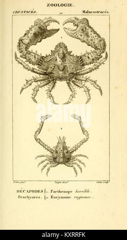 Un'illustrazione scientifica di Considérations générales sur la classe des crustacés, incentrata su una dettagliata rappresentazione dei crostacei. L'opera discute la biologia e la classificazione dei crostacei, pubblicata nel XIX secolo. Foto Stock