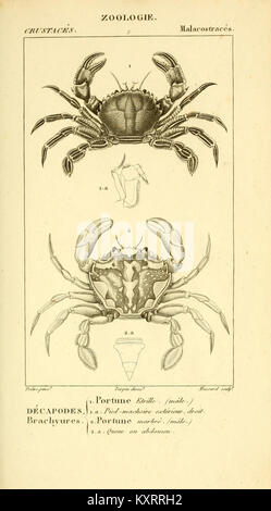 Questa targa mostra un'illustrazione scientifica tratta dal lavoro "Considerations générales sur la classe des Crustacés", incentrato sulle specie di crostacei. Fa parte di uno studio più ampio sulla biologia marina e la tassonomia. Foto Stock