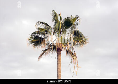 Lone Palm tree Brahea elegans tronco & ventola fronde sagomato illuminata dal sole di setting a Posada beach affacciato sul mare di Cortez San Carlos Sonora membro Messico Foto Stock