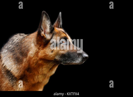 Ritratto di un cane di razza Pastore Tedesco cane su uno sfondo nero, grande nel profilo Foto Stock