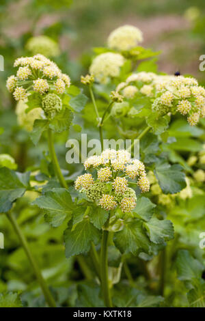 Alexanders (Smyrnium olusatrum). Strada orlo. Hickling. Norfolk. Regno Unito. Foto Stock