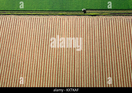 Fotografia aerea su terreni agricoli in Napa Valley con gli agricoltori che lavorano. linee grafiche angoli interessanti verde e beige Foto Stock