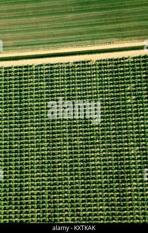 Fotografia aerea su terreni agricoli in Napa Valley con gli agricoltori che lavorano. linee grafiche angoli interessanti verde e beige Foto Stock