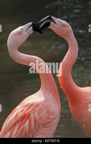 Fenicotteri cileni (Phoenicopterus chilensis). Scontri sul sito di nidificazione. Foto Stock