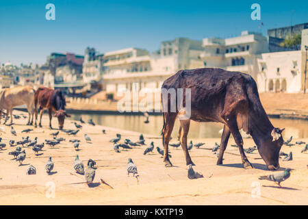 Pushkar, Rajasthan, India - Holi festival 2016 © Sauriêl Ltd | Samantha Scholl | fb.com/SaurielPhotography | www.saurielcreative.com Foto Stock