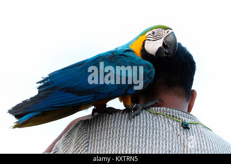 Macaw pappagallo in piedi su un uomo di spalla. Foto Stock