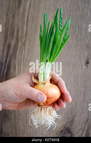 Mano (uomo agricoltore chef di cucina) azienda germogliato di cipolle sul rustico sfondo di legno Foto Stock