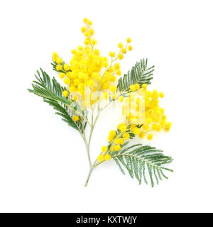 La Mimosa (argento graticcio) ramo isolato su sfondo bianco Foto Stock