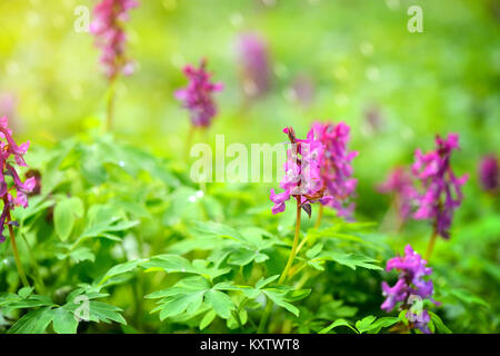 Hollowroot (in latino: Corydalis cava) fiorisce nella foresta Foto Stock