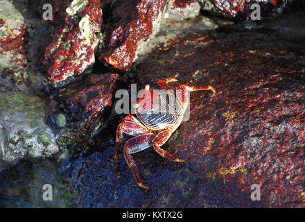 Granchio rosso camminando sulla roccia ad Aruba Foto Stock