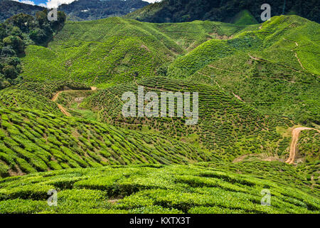 Bellissima vista del Bharat la piantagione di tè con il suo tè arbusti a Cameron Valley in Cameron Highlands, Pahang, Malaysia. Foto Stock