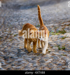 Due graziosi companioned gatto gattini in team e Camminando fianco a fianco lo stesso sassoso sentiero acciottolato, Rodi, Grecia. Foto Stock