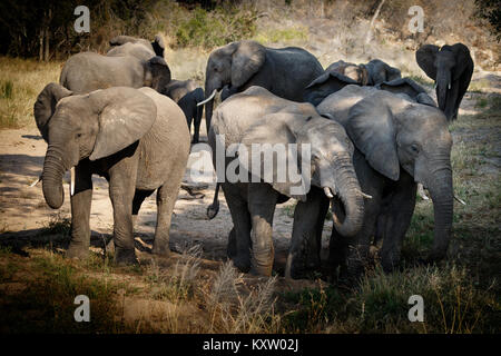 Una mandria di elefanti in Dry Riverbed Foto Stock