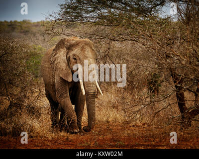 La matriarca Elephant emergente dalla boccola Foto Stock