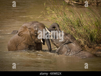 I capretti elefanti giocando in un fiume Foto Stock