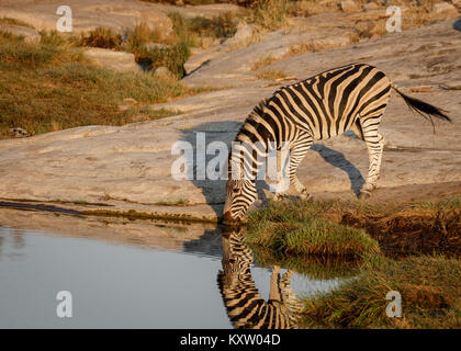 Zebra di bere a Sunrise Foto Stock