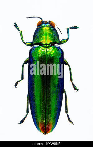 Gioiello malese Beetle in resina - Bali Foto Stock