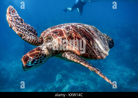 Tartaruga Marina nella Grande Barriera Corallina nel Queensland, Australia Foto Stock