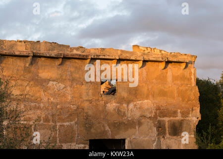 La rovina di una casa rurale in Maiorca Foto Stock