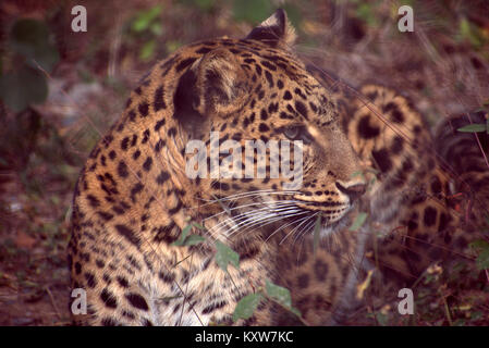 Leopard ( Panthera pardus ) , Bigcats dell India . Foto Stock