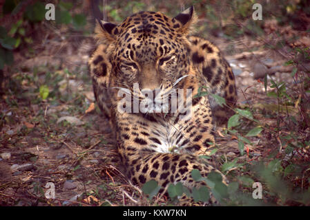 Leopard ( Panthera pardus ) , Bigcats dell India . Leopardi sono notturno di essi amano rilassarsi durante il giorno . Foto Stock