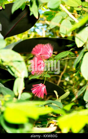 Albero di Mimosa fiorisce Cluster Foto Stock