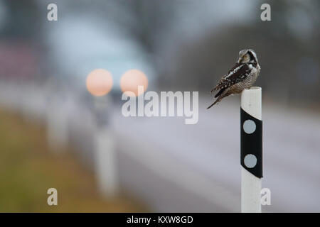 Nortthern Hawk Owl (surnia ulula) rivolta verso il pericolo della caccia roditori ai bordi della strada. L'Estonia, l'Europa. Foto Stock