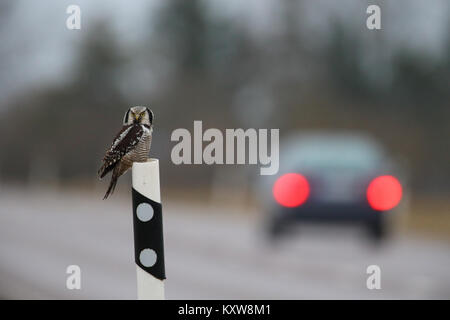 Nortthern Hawk Owl (surnia ulula) rivolta verso il pericolo della caccia roditori ai bordi della strada. L'Estonia, l'Europa. Foto Stock