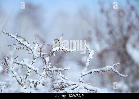 Wild Hawk Owl (surnia ulula) in inverno. Foto Stock