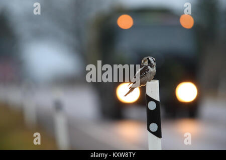 Nortthern Hawk Owl (surnia ulula) rivolta verso il pericolo della caccia roditori ai bordi della strada. L'Estonia, l'Europa. Foto Stock