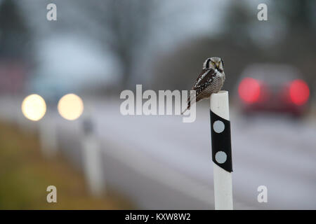 Nortthern Hawk Owl (surnia ulula) rivolta verso il pericolo della caccia roditori ai bordi della strada. L'Estonia, l'Europa. Foto Stock