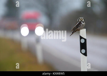 Nortthern Hawk Owl (surnia ulula) rivolta verso il pericolo della caccia roditori ai bordi della strada. L'Estonia, l'Europa. Foto Stock