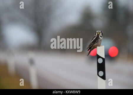 Nortthern Hawk Owl (surnia ulula) rivolta verso il pericolo della caccia roditori ai bordi della strada. L'Estonia, l'Europa. Foto Stock