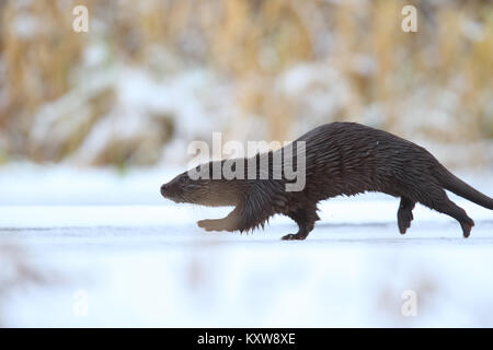 Caccia e Running Wild Lontra europea (Lutra lutra), Europa Foto Stock