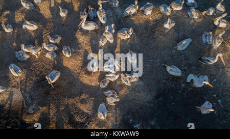 Dalmazia pellicani (Pelecanus crispus) nel Delta del Danubio in Romania. Vista aerea con drone. Foto Stock