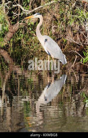 Un Airone blu a caccia di cibo nel parco nazionale delle Everglades Florida USA Foto Stock