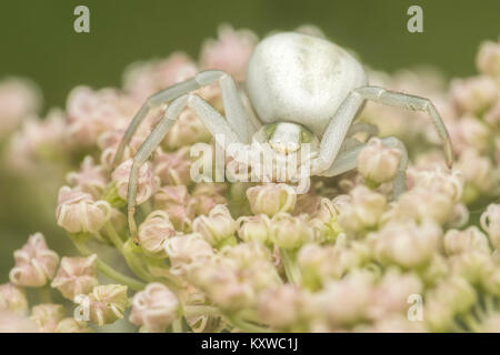 Il ragno granchio (Misumena vatia) giacenti in attesa su un fiore umbellifer. Cahir, Tipperary, Irlanda. Foto Stock