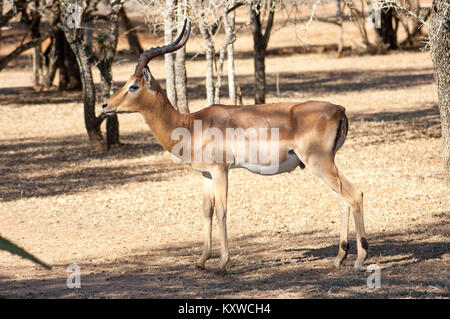 Un bel giovane cervo bruno cornato Stag in piedi ancora in una riserva di gioco dell'Africa. Foto Stock