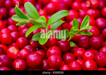 Lingonberries ciotola su una roccia Foto Stock